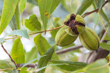 Planting and Care of Homestead Pecan Trees Image